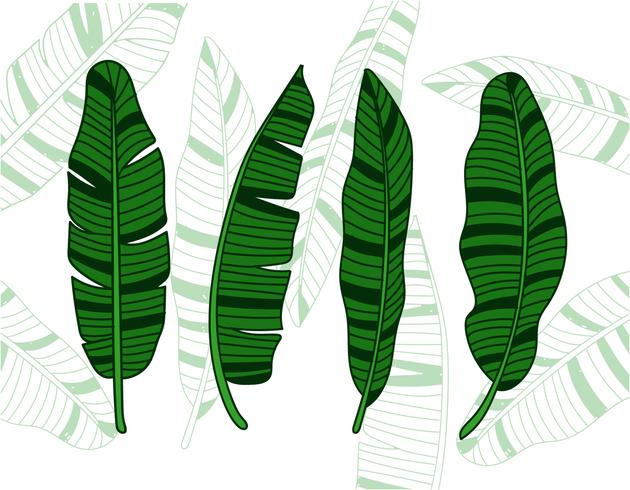 Banana Leaves Illustration vector