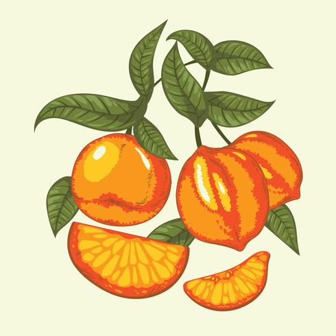 Ilustración vintage de frutas cítricas en colores vibrantes vector