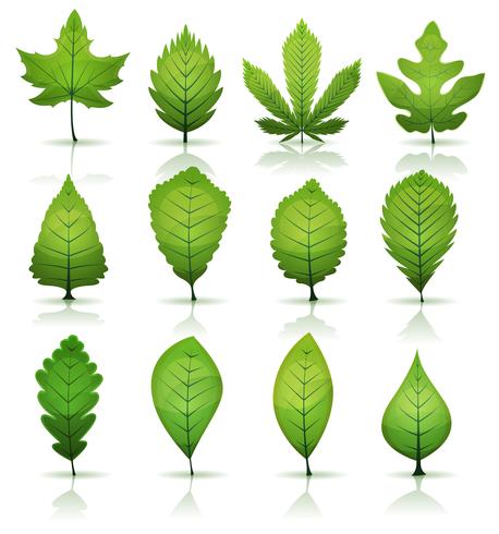 Green Leaves Set vector