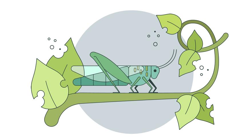 Grasshopper Vector