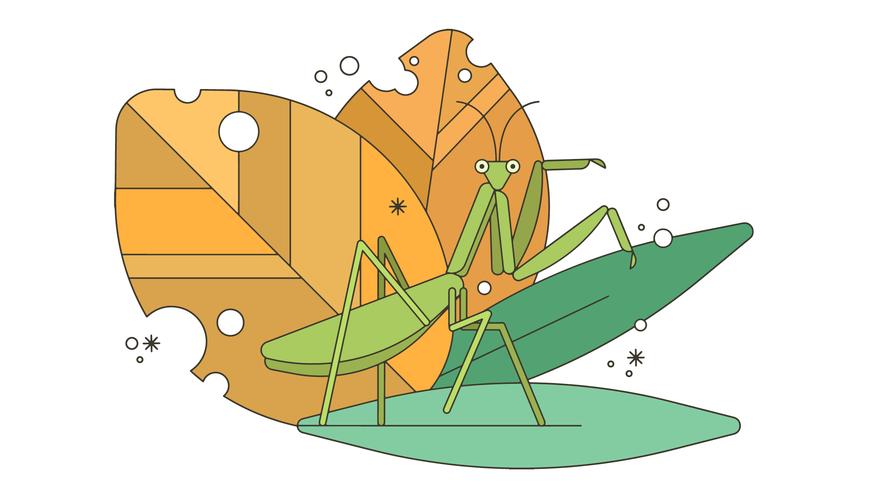 Praying Mantis Vector