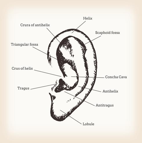 Anatomy of Human Ear 268172 Vector Art at Vecteezy Biology Diagrams