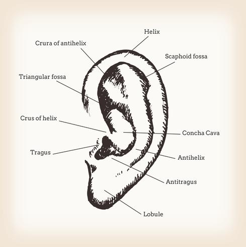 Anatomía del oído humano vector