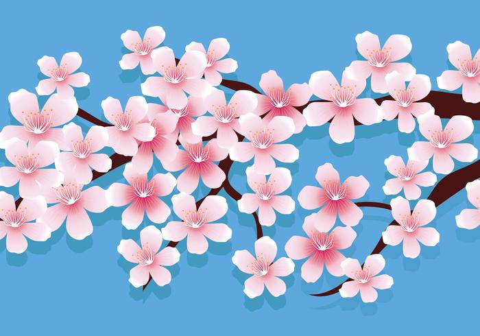 Ilustración de vector de flores de cerezo