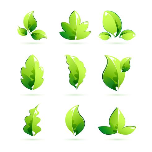 Different Leaves vector