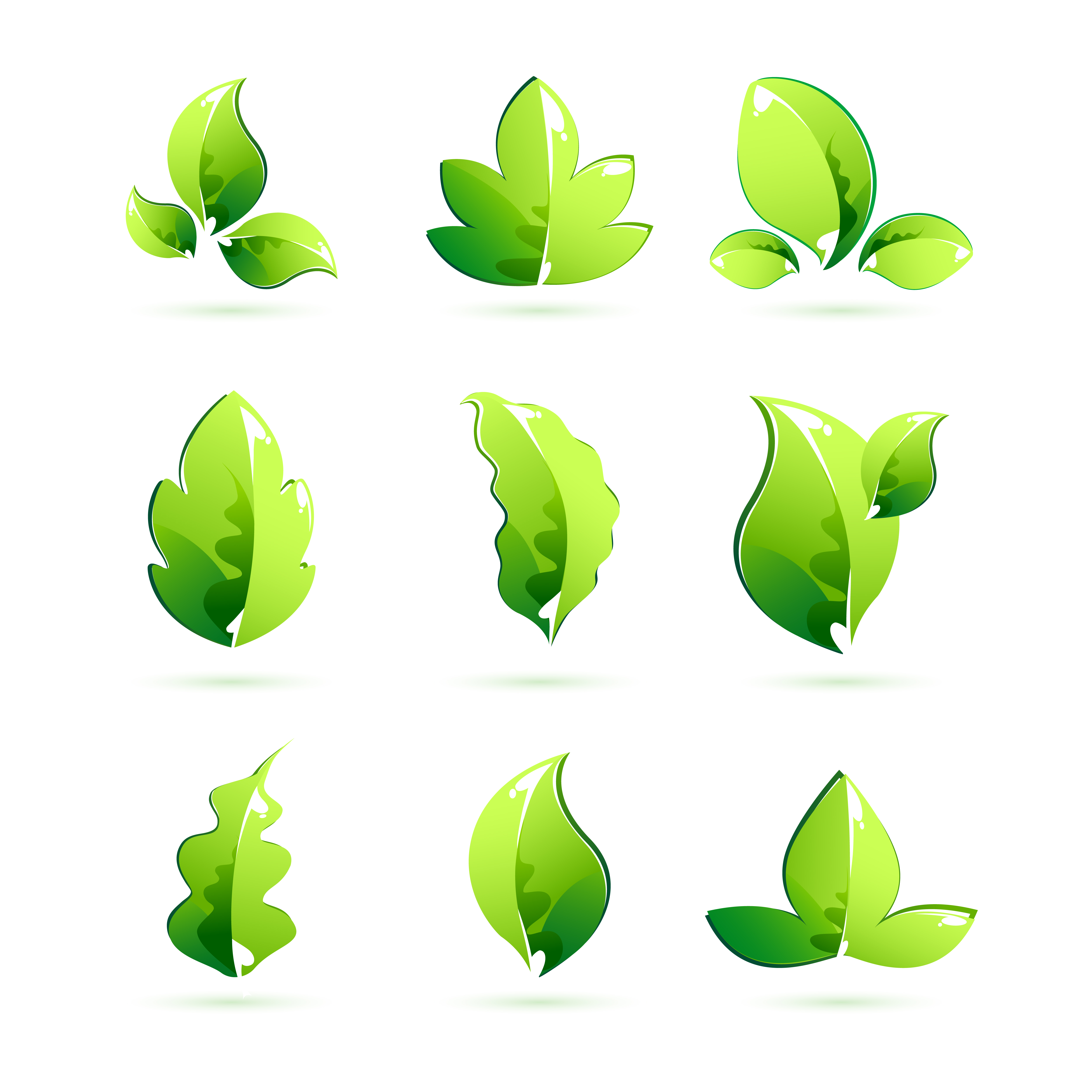 Different Leaves 269893 Vector Art at Vecteezy