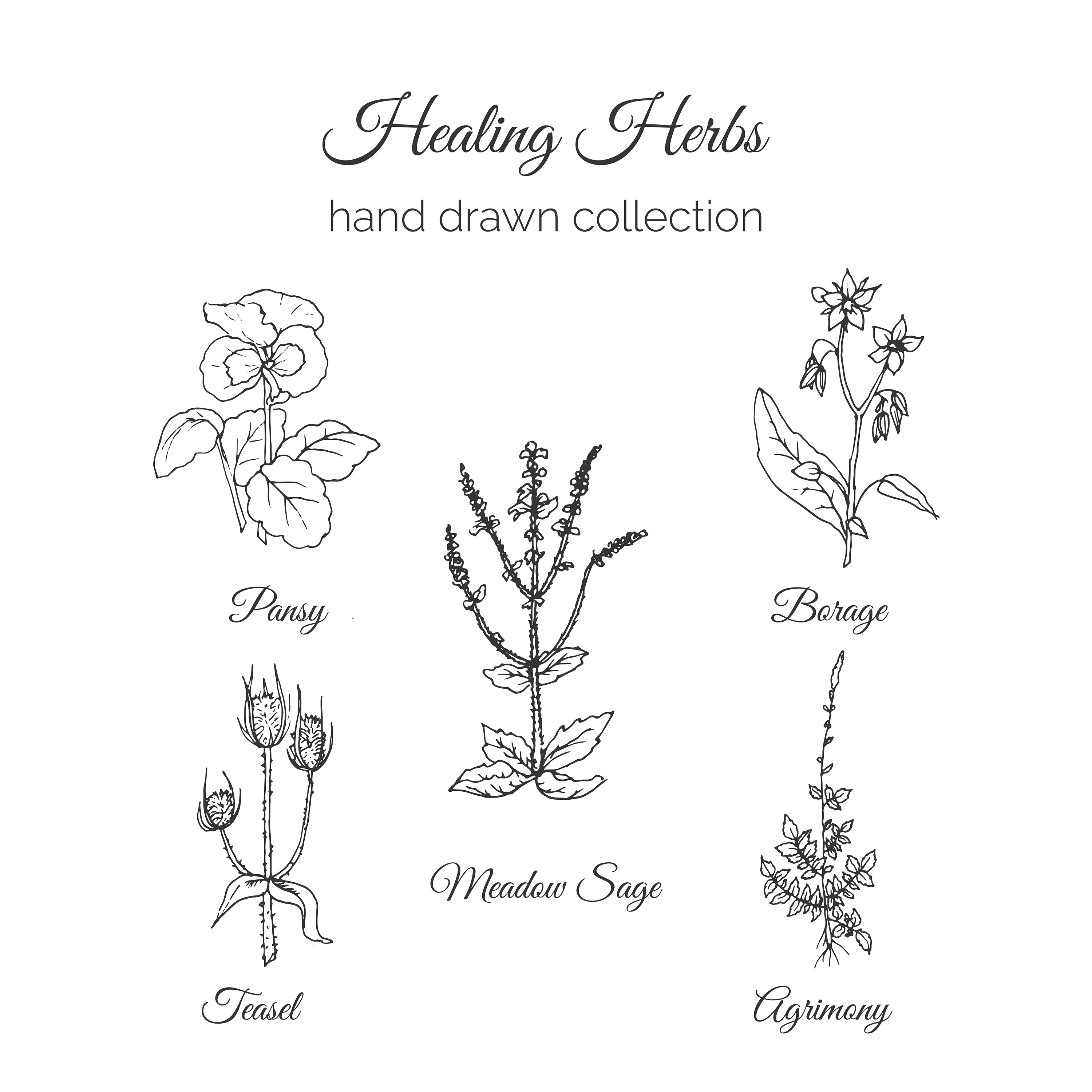 Herbal Medicine Drawing