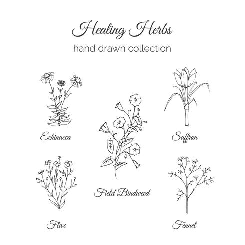 Healing Herbs Illustration set vector