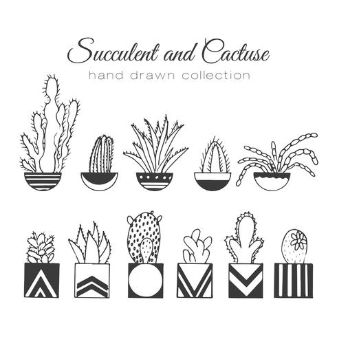 Set de suculentos y cactus dibujados a mano. vector