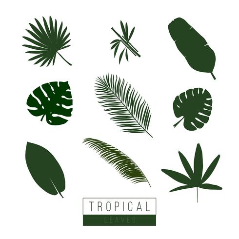 Vector tropical leaves isolate on white.