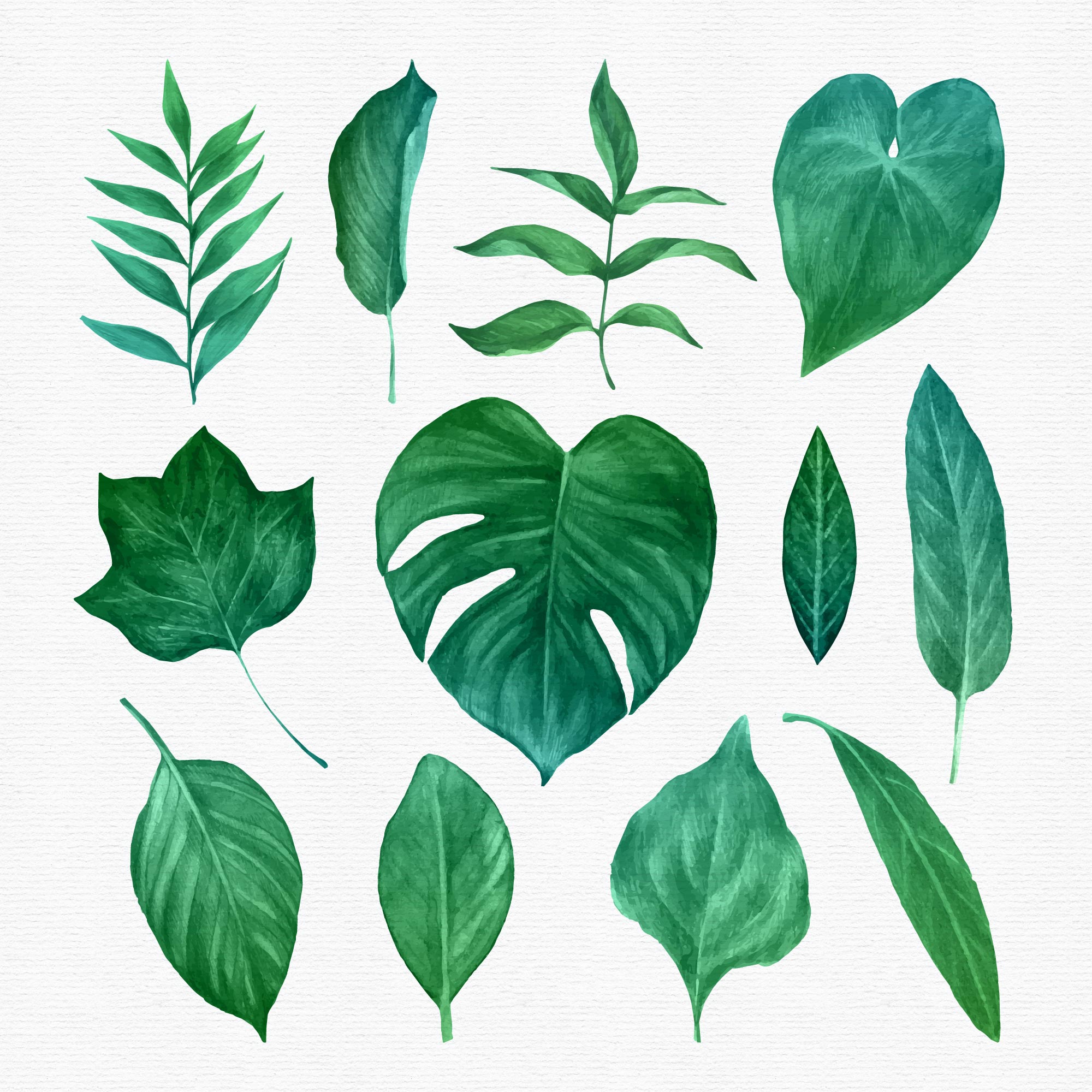 Watercolor Green Leaf Nature Vector Clip Art Summer Greenery Clipart