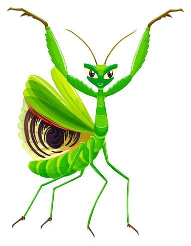 Green mantis on white background vector