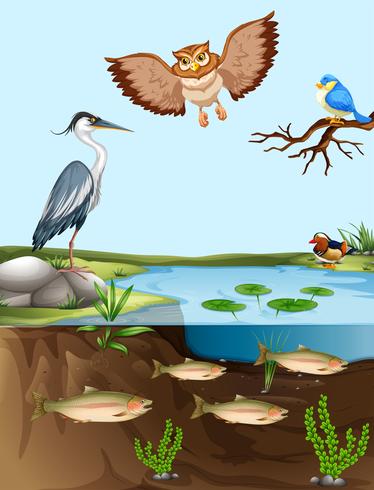 Aves y peces junto al estanque. vector