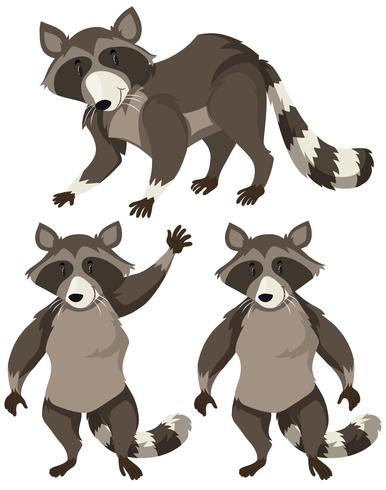 Raccoon in three positions vector