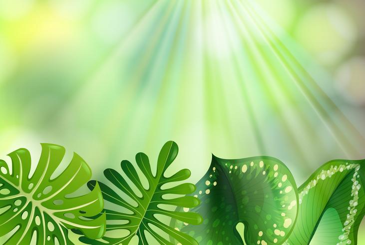 Green Nature Background  vector