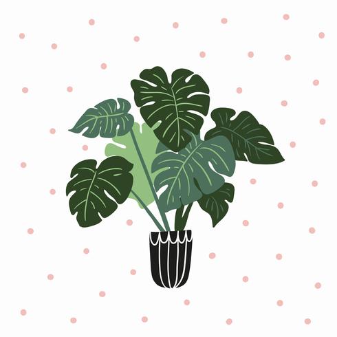 Hand drawn tropical house plant vector