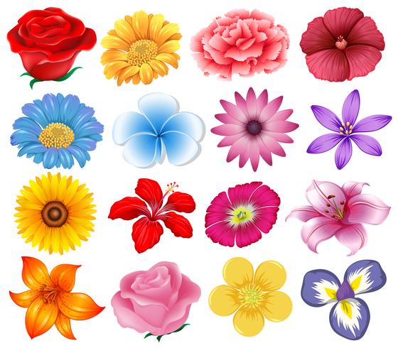 Un conjunto de hermosas flores. vector