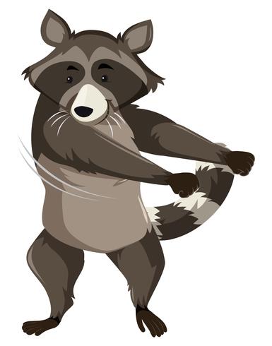 Un mapache haciendo baile de seda vector