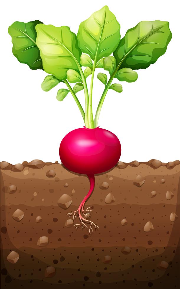 Red radish with roots underground 292295 Vector Art at Vecteezy