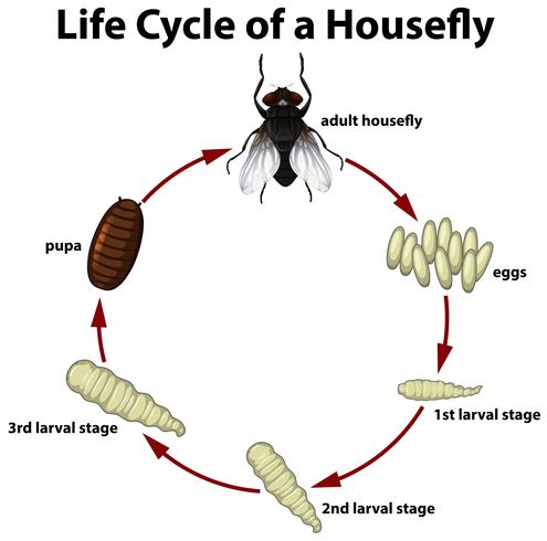 Círculo de vida de una mosca doméstica. vector