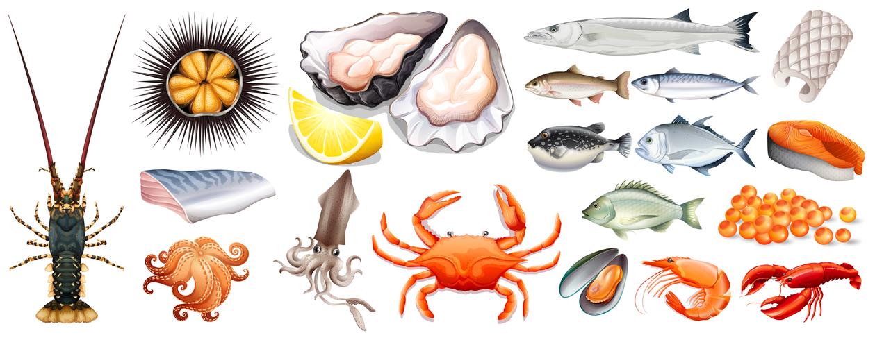 Set of different kinds of seafood vector