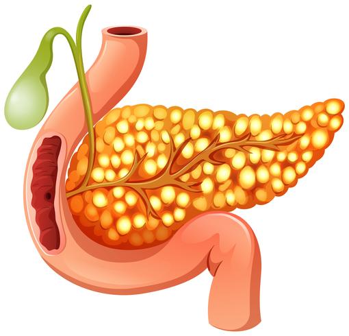 close up of pancreas  vector