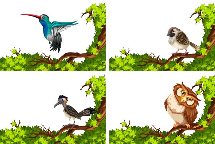 Diferentes aves silvestres en la rama. vector