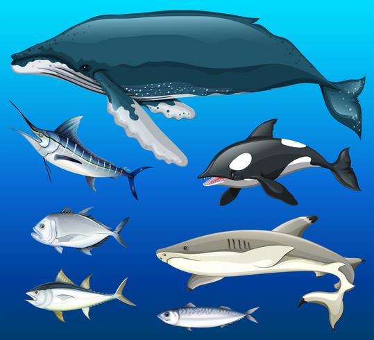 Different types of fish under the sea vector