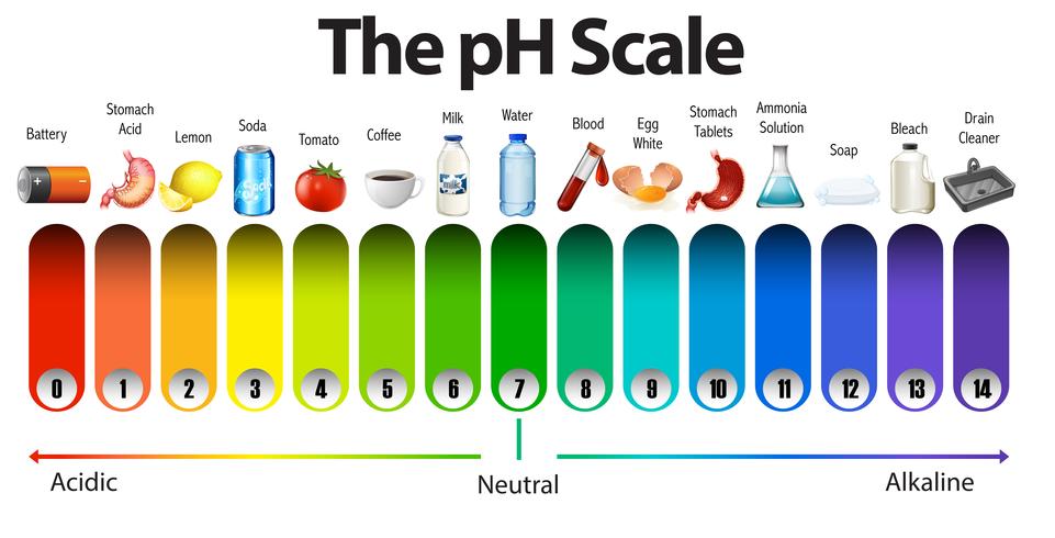 Una escala de pH sobre fondo blanco vector