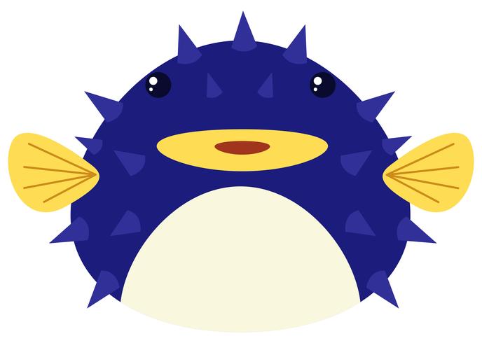 Blue puffer fish on white background vector