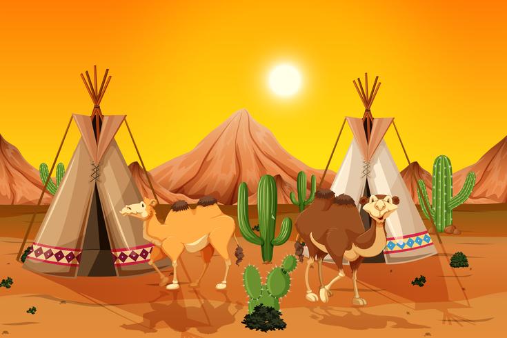 Camellos y tipis en el desierto vector