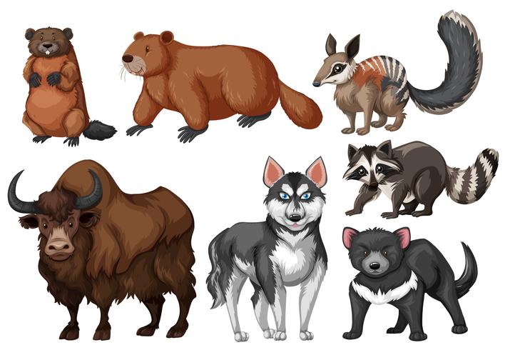 Muchos tipos de animales salvajes. vector