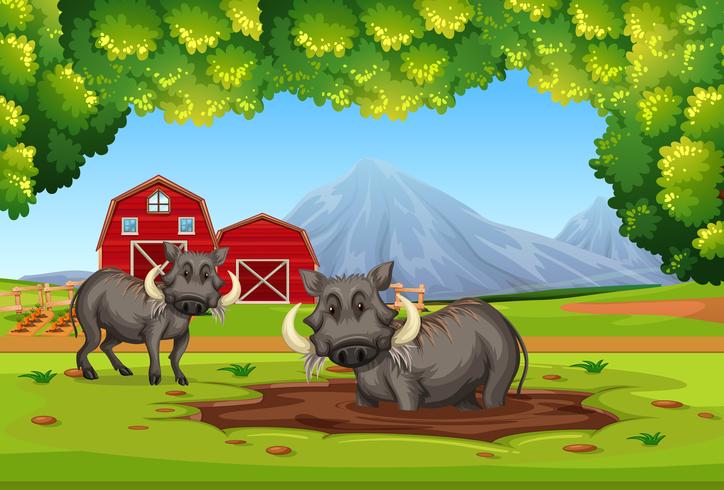 Two warthog in nature vector