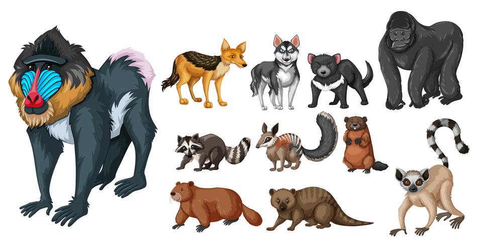 Different kinds of wild animals vector