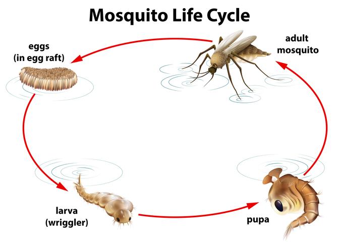 El ciclo de vida de un mosquito. vector