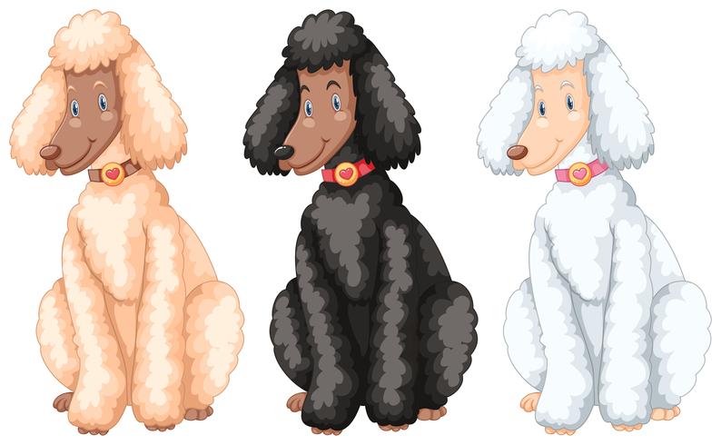 Tres perros caniche con diferentes colores de piel. vector