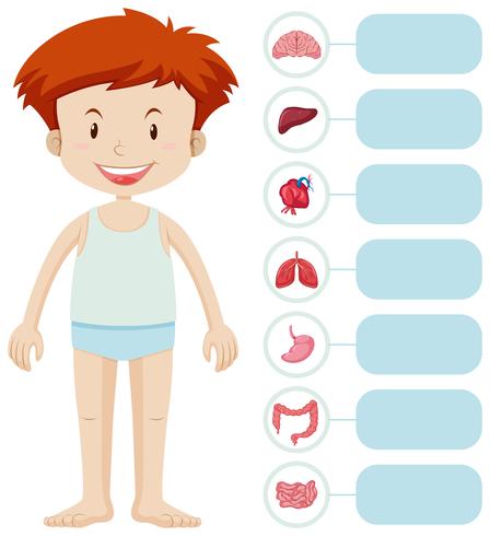 Human boy and different organs vector