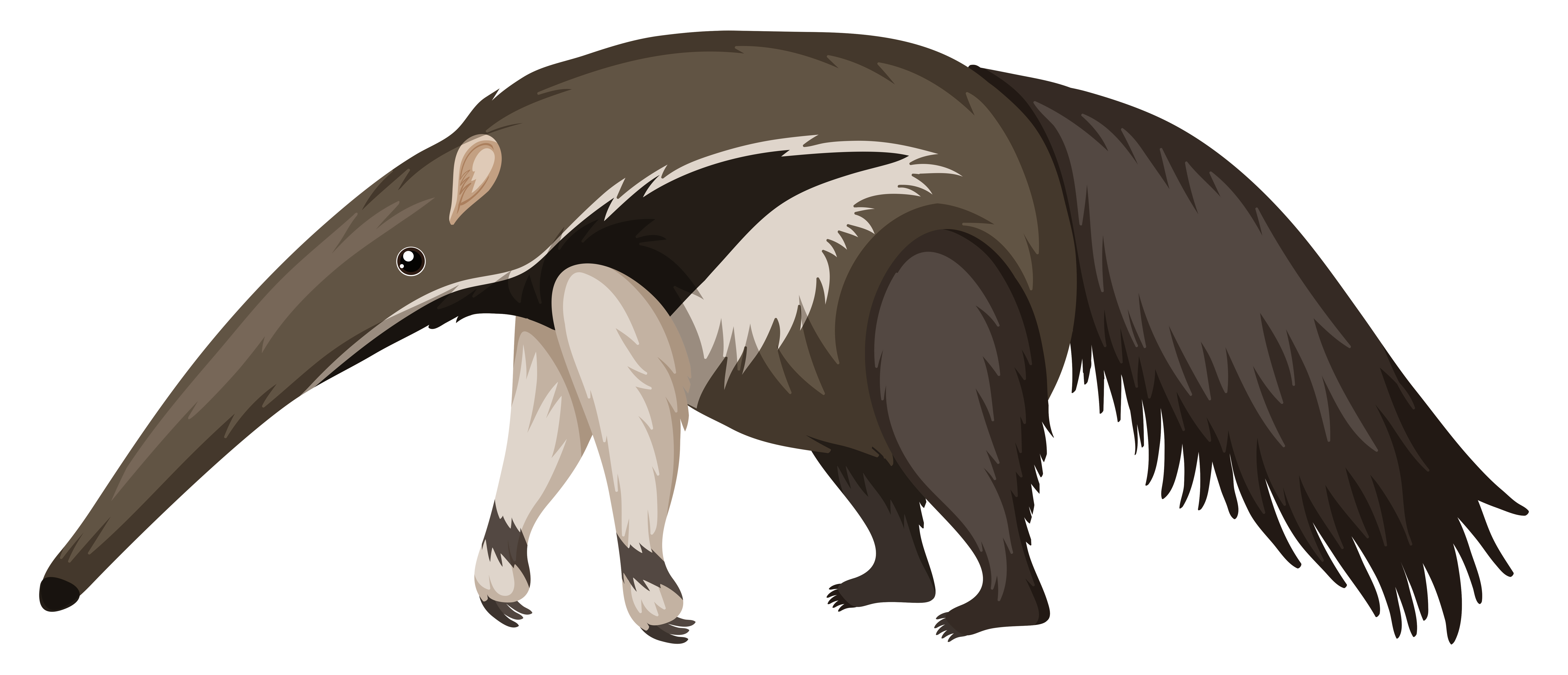 Anteater Vector Art, Icons, and Graphics for Free Download