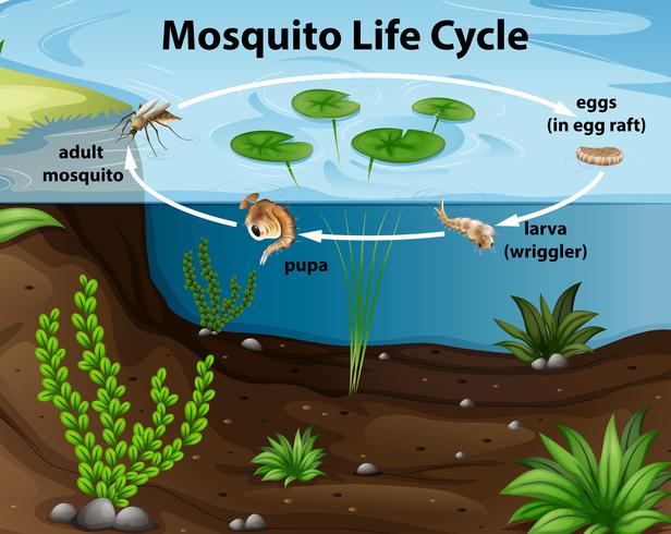 Ciclo de vida del mosquito en el estanque. vector