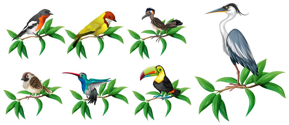 A Set of Wild Bird on White Background vector