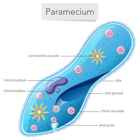 Paramecium bacteria science diagram  vector