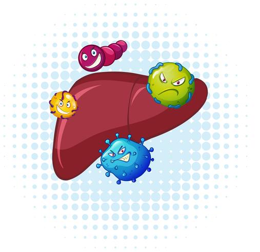 Bacteria in human liver vector