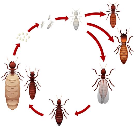 A termite life cycle vector