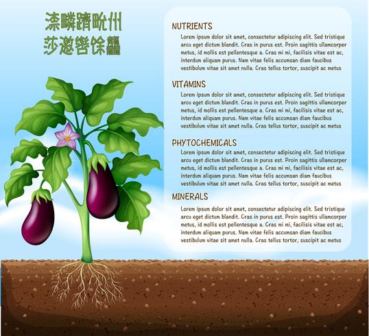 Eggplants on farmland with text vector