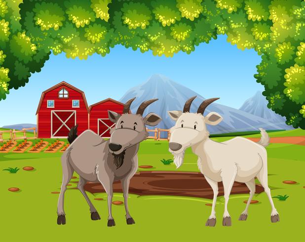 Dos cabras en escena de la granja vector