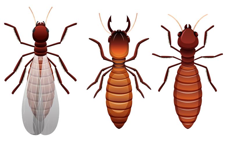 Diferentes etapas de una termita. vector