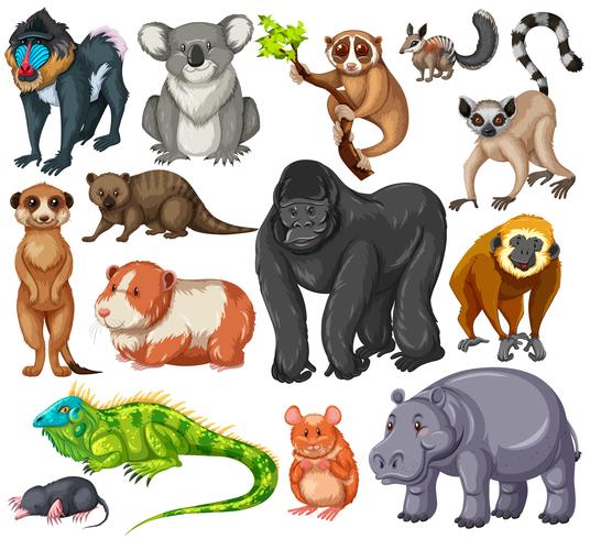 Different type of wildlife animals on white background - Download Free Vector Art, Stock Graphics & Images
