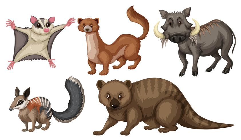 Different types of wild animals - Download Free Vector Art, Stock Graphics & Images