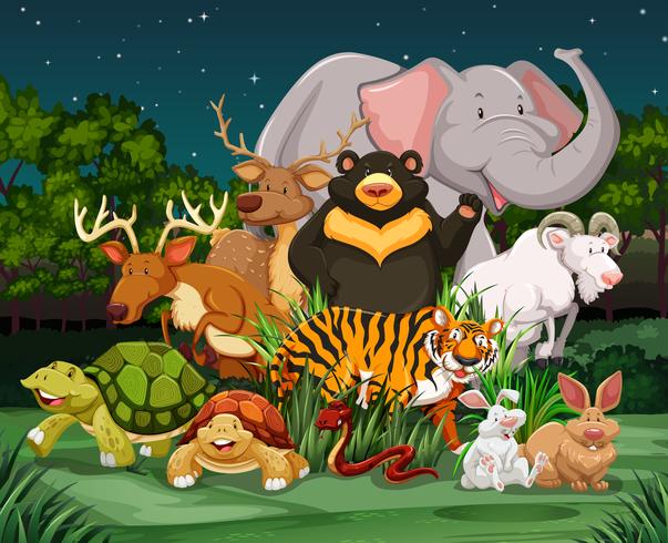 Different types of wild animals in park vector