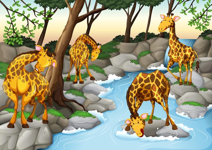 Four giraffes drinking water from the river 293163 Vector Art at Vecteezy